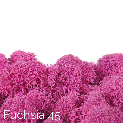 Polarmoss Fuchsia