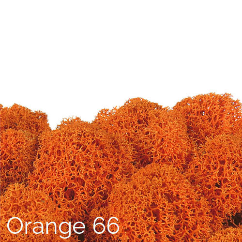 Polarmoss Orange